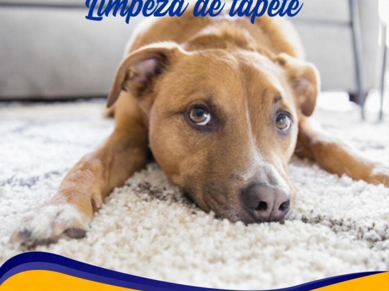 Limpeza de Sofá e Impermeabilização de Estofados, Colchão, Tapetes e Persianas