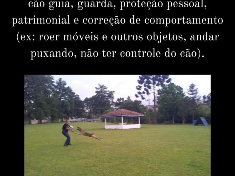 Adestramento Profissional de cães com especializações internacionais desde 1997.