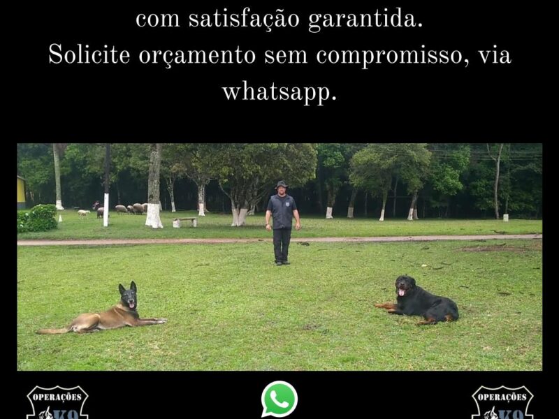 Adestramento Profissional de cães com especializações internacionais desde 1997.