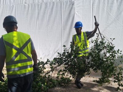 Corte e Poda de Arvores