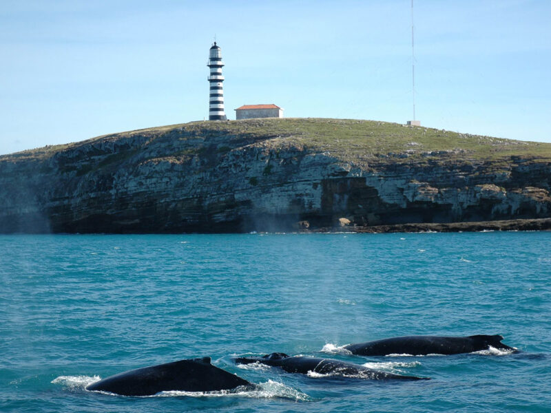 Experiência Exclusiva de Mergulho em Abrolhos