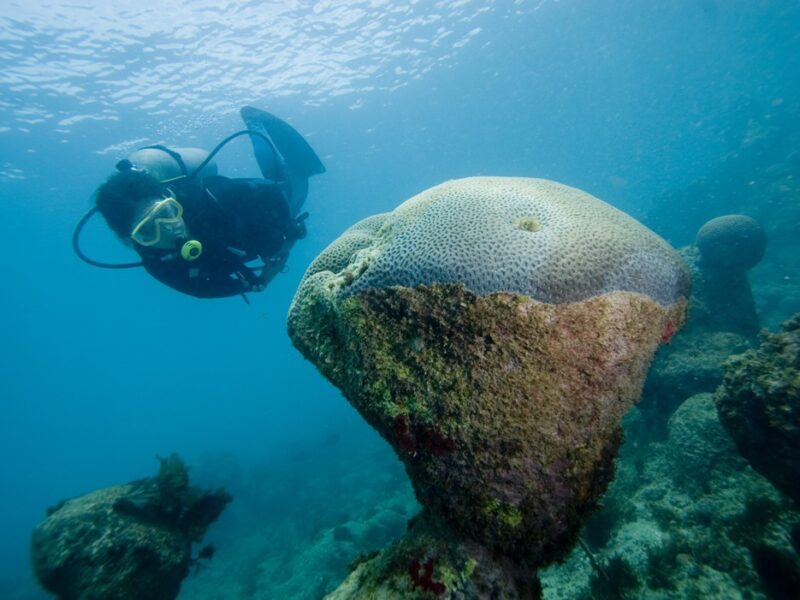 Experiência Exclusiva de Mergulho em Abrolhos